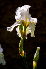 White flower Iris flowering against a black background  Nature.