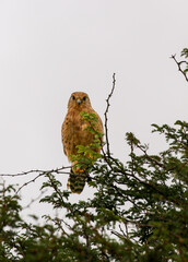 Greater Kestrel, Kgalagadi, South Africa