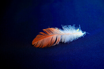 Feather in red and white, with dark blue background tones