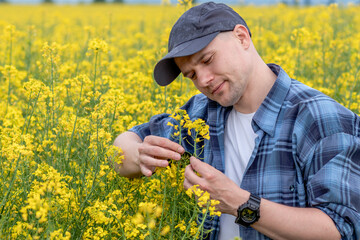 Farmer or agronomist checking the ripening of the oilseed rape crop. Yield estimation of Canola rapeseed in late spring. Close up.