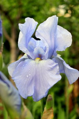 Flower variety iris close-up macro photo selective focus.