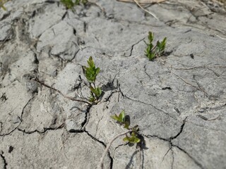 Kleine Pflanzen trotzen der Trockenheit
