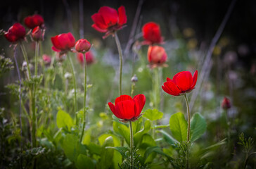 Red flowers of Anemone coronaria, the poppy anemone or windflower, the buttercup family Ranunculaceae, native to the Mediterranean region. Migdal HaEmek, Israel