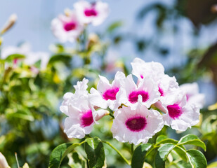 Close up of white purple flowers of jasminoides, or bower of beauty and bower vine in Israel, Migdal HaEmek