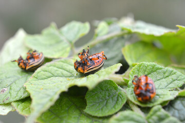 Destroyed Colorado potato beetle on a potato leaf