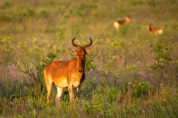 Topi Antelope at Taita Hills Wildlife Sanctuary at sunset. Kenya