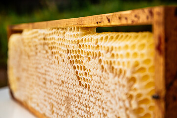 yellow honeycombs empty and filled with honey