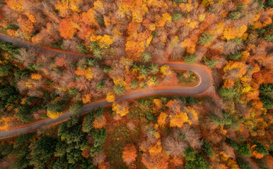 autumn forest deep in the mountains of the Julian Alps.