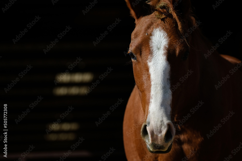 Wall mural Blaze face sorrel young filly quarter horse for equine portrait close up and copy space on black background. - Wall murals