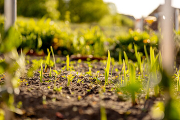 Seedlings growing up from fertile soil in the farmer's garden, morning sun shines. Ecology and...