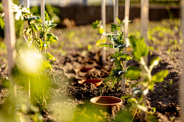 Seedlings growing up from fertile soil in the farmer's garden, morning sun shines. Ecology and...