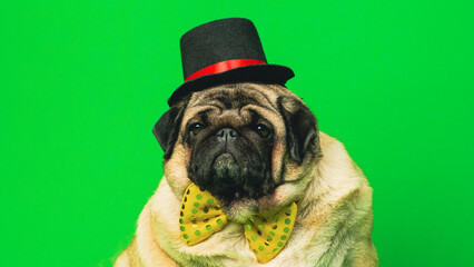 Beige dog with bow tie and hat on green background. Cute pug posing in studio.