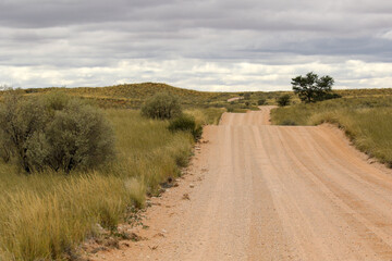 Fototapeta na wymiar The 'green Kalahari' after all the rain, Kgalagadi, South Africa