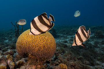 Seascape with Banded Butterflyfish while spawning of Grooved Brain Coral in coral reef of Caribbean...