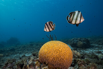 Seascape with Banded Butterflyfish while spawning of Grooved Brain Coral in coral reef of Caribbean Sea, Curacao