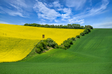 Beautiful spring landscape with rape field and blue sky