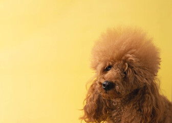 The head of a miniature red poodle on a yellow background