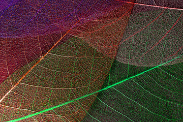 Fototapeta na wymiar nature-inspired environment organic design background. skeleton leaf texture. close-up textured background