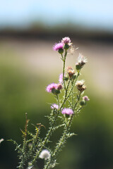Closeup of spiny plumeless thistle flowers with blurred background