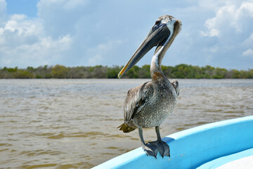 Brown Pelican, Pelecanus occidentalis, perched on the edge of a boat, close-up view, Mexico