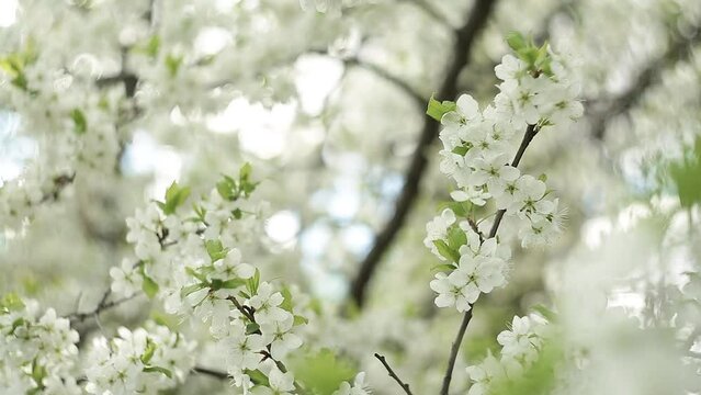 white spring flowers on bokeh background