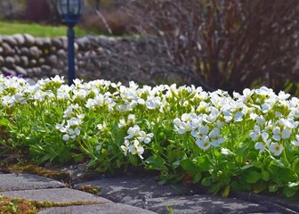 spring in the garden