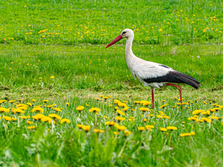White stork is looking for frogs in a dandelion field