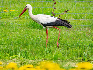 White stork is looking for frogs in a dandelion field