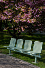 Bench under the sakura in a public park.