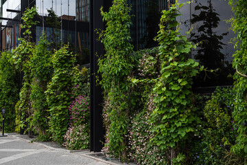 Creeping plants in front of facade.