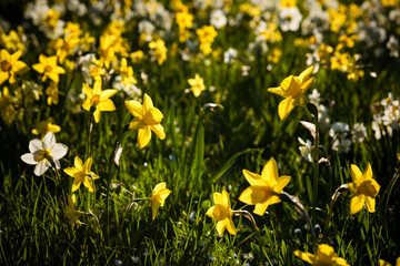Daffodils on the lawn in the backlight.