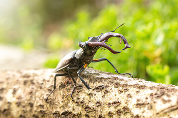 Close-up portrait of a male stag beetle in a garden in spring outdoors, Lucanus cervus