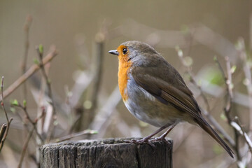 Robin