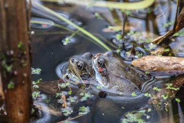 Frog love
