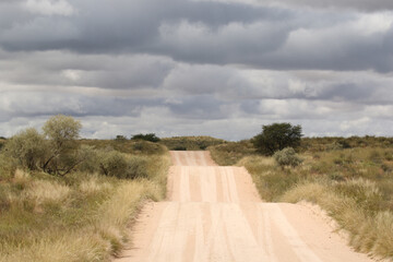 The 'green Kalahari' after all the rain, Kgalagadi, South Africa