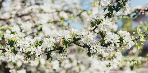 White blooming apple tree branches in spring, panorama
