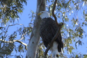 Eagle Profile 