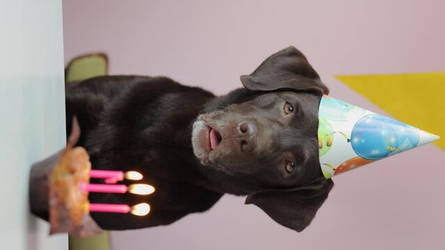 labrador retriever dog in a festive hat. birthday of your favorite dog. celebrating a pet's birthday. chocolate labrador retriever and festive candles on a cake or pancakes. domestic purebred dog