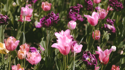 Pink and Purple Tulips