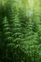 Wood horsetail (Equisetum sylvaticum) growing in the forest close up. Perennial herb