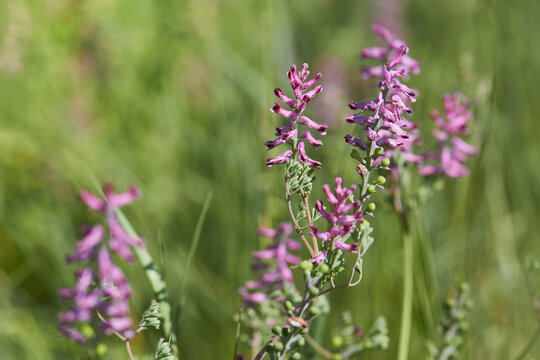 Earth smoke (Fumaria officinalis). It is a herbaceous annual flowering plant. 