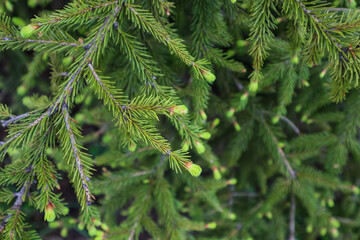 young branches of the Christmas tree close-up. green cones on a branch