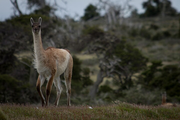 Guanaco