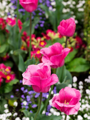 Obraz na płótnie Canvas Tulipes roses