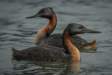Great Grebe (Podiceps major)