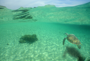 Fototapeta na wymiar green sea turtle in its environment in the caribbean sea on a coral reef