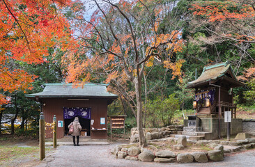 kyushu, japan - december 08 2021: Shichifuku Jinja shrine part of one of the eight Okunomiya Hassha shrines in Miyajidake Shrine overlooked by autumn leaves of Japanese momiji maple trees in Fukuoka.