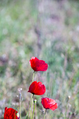 red flowers