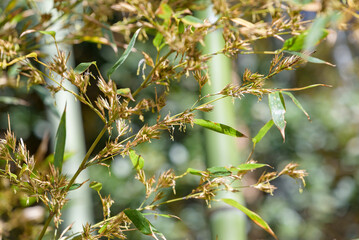 bamboo flower, Bamboo forest background