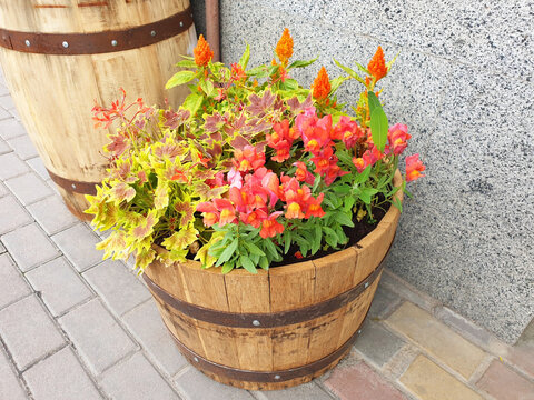 Antirrhinum and celosia flowers bloom in a wooden barrel on the city street.